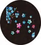 Gobo 1016
