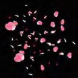 Gobo 1217