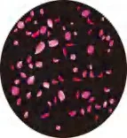 Gobo 1220