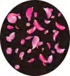 Gobo 1224