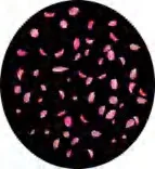 Gobo 1226