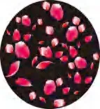 Gobo 1233
