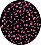 Gobo 1234