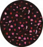 Gobo 1236