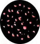Gobo 1238