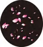 Gobo 1240