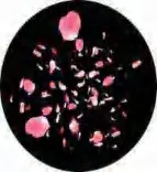 Gobo 1243