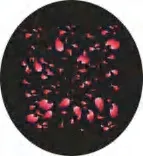 Gobo 1249
