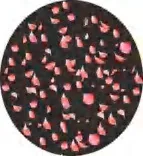 Gobo 1250