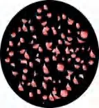 Gobo 1251