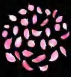 Gobo 1255