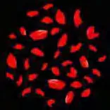 Gobo 1258