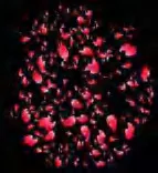 Gobo 1264