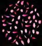 Gobo 1265