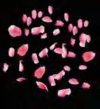 Gobo 1272