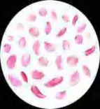 Gobo 1274