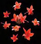Gobo 1290