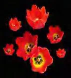 Gobo 1292