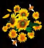 Gobo 1296