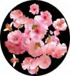Gobo 1297