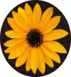 Gobo 1299