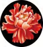 Gobo 1305