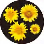 Gobo 1314