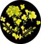 Gobo 1316