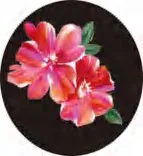 Gobo 1317