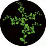 Gobo 1324