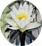 Gobo 1325