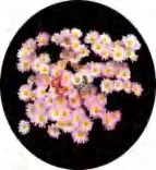 Gobo 1327