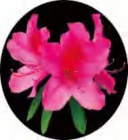 Gobo 1332