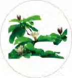 Gobo 1338