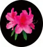 Gobo 1341