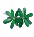 Gobo 1349