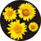 Gobo 1354