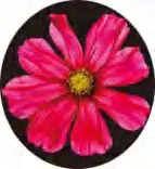 Gobo 1359