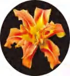 Gobo 1360