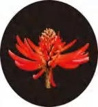 Gobo 1362