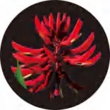 Gobo 1364