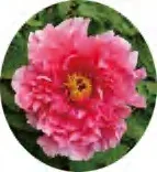 Gobo 1367