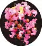 Gobo 1368