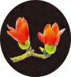 Gobo 1369