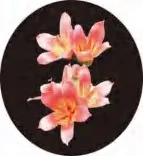 Gobo 1370