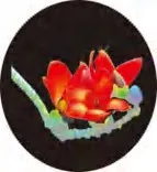 Gobo 1371