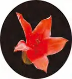 Gobo 1373