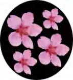 Gobo 1381