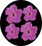 Gobo 1382