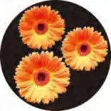 Gobo 1384
